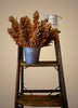 Grain Sorghum, Milo, Bird Seed