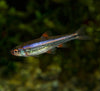 Purple Passion Danio 5/pk