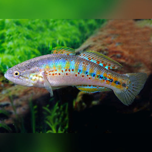 Southern Purple Spotted Gudgeon