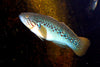 Southern Purple Spotted Gudgeon