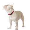 City Collar - Iconic Red