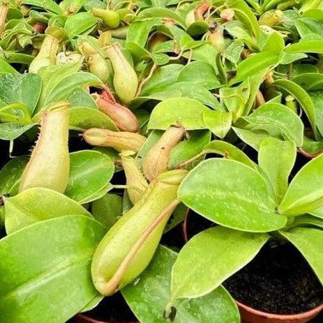 Monkey Cups Carnivorous Plant