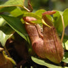 Monkey Cups Carnivorous Plant