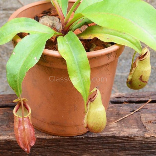 Monkey Cups Carnivorous Plant