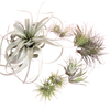Mothers Day Air Plant Bundle