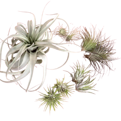 Mothers Day Air Plant Bundle