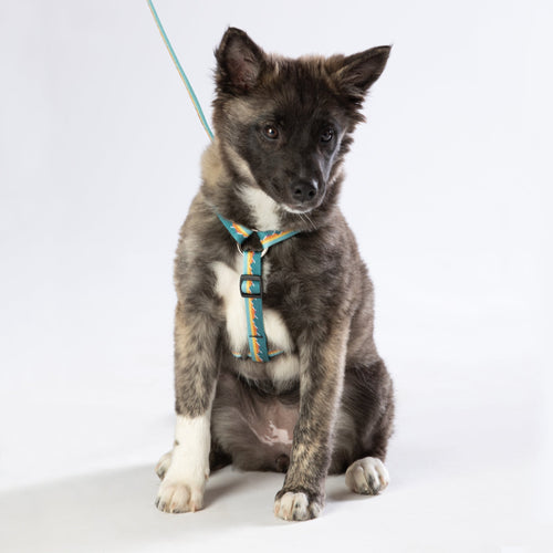 Escape Free Dog Harness 3/4''