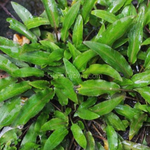 Mystery Cryptocoryne