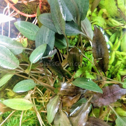 Mystery Cryptocoryne