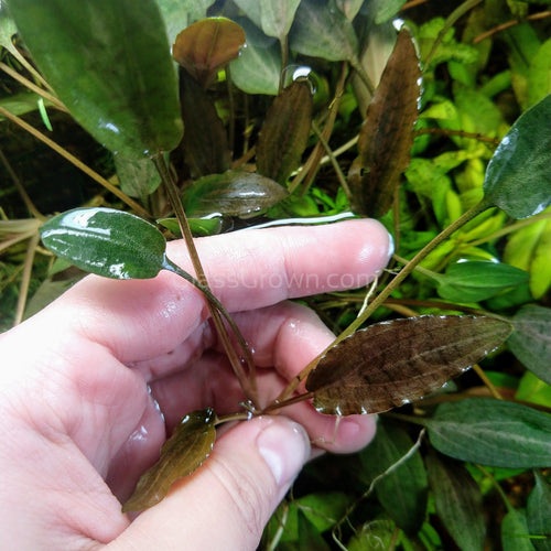 Grower's Choice Cryptocoryne (6 Plants)