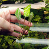Mystery Cryptocoryne