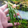 Mystery Cryptocoryne