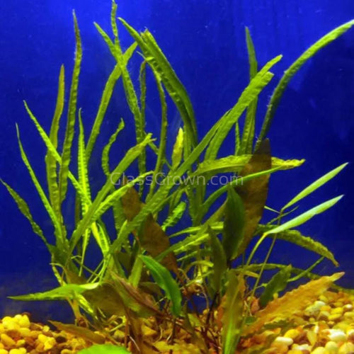 Mystery Cryptocoryne