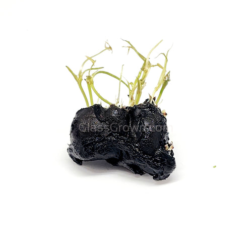 Dwarf Aquarium Lily Bulb