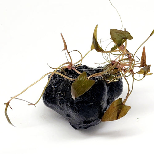 Dwarf Aquarium Lily Bulb