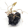 Dwarf Aquarium Lily Bulb