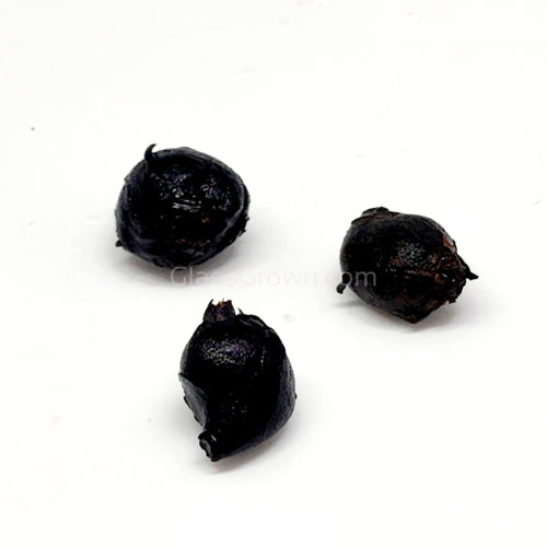 Red Tiger Lotus Bulb