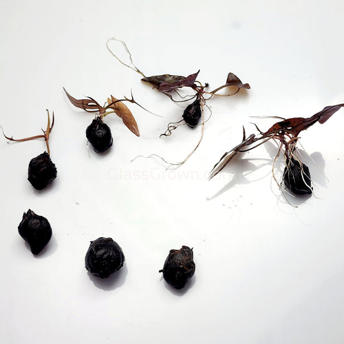 Red Tiger Lotus Bulb