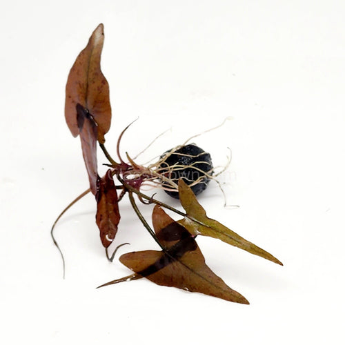 Red Tiger Lotus Bulb