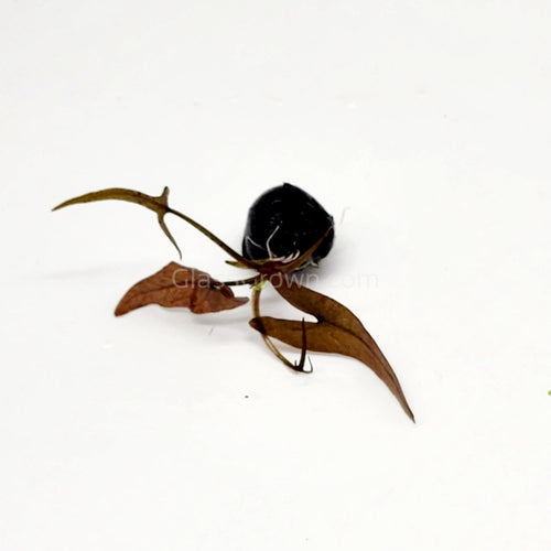 Red Tiger Lotus Bulb