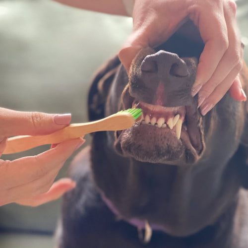 Tooth Gel and Bamboo Toothbrush for Small Dogs - Organic Dental Solutions®