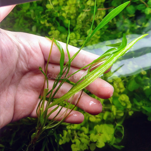 Narrow Leaf Chain Sword Plant