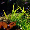 Narrowleaf Java Fern