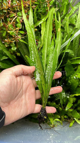 Narrowleaf Java Fern