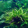 Narrowleaf Java Fern