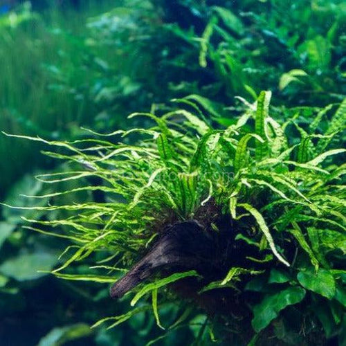 Narrowleaf Java Fern
