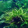 Narrowleaf Java Fern