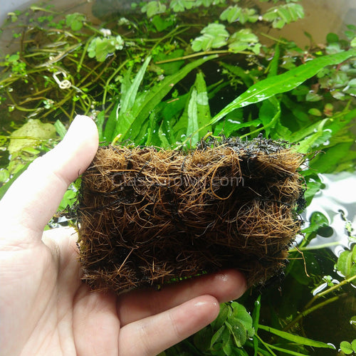 Narrowleaf Java Fern
