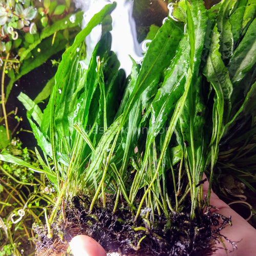 Narrowleaf Java Fern