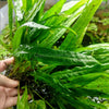 Narrowleaf Java Fern