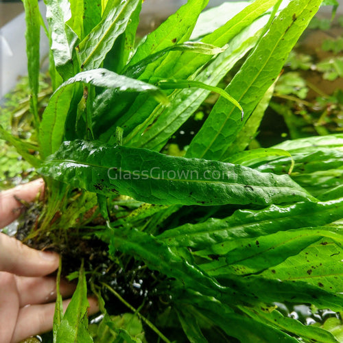 Narrowleaf Java Fern