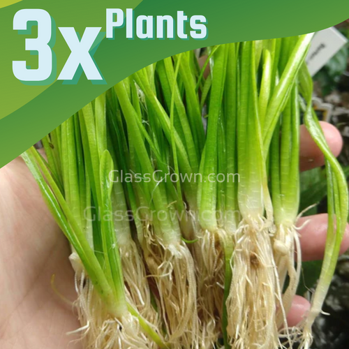 Narrowleaf Sagittaria Subulata 3x Plants