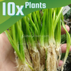 Narrowleaf Sagittaria Subulata 3x Plants