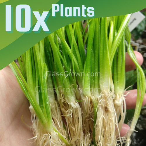 Narrowleaf Sagittaria Subulata 3x Plants