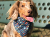 Classic Bandana Dog Bandana