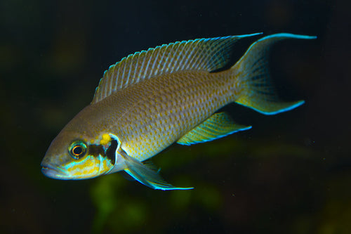Brichardi cichlid (Neolamprologus brichardi) 2