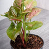 Neon Pink Arrowhead Plant Bare-root