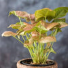 Neon Pink Arrowhead Plant Bare-root