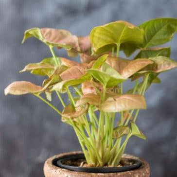 Neon Pink Arrowhead Plant Bare-root