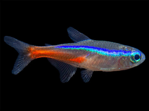 Neon tetra