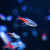 Neon Tetras 6 Pack