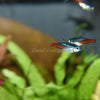 Neon Tetras 6 Pack