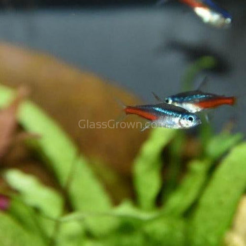 Neon Tetras 6 Pack