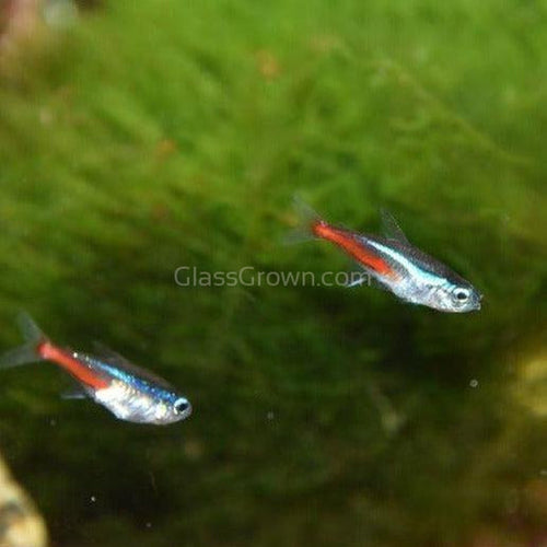 Neon Tetras 6 Pack