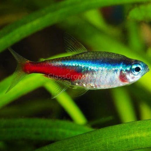 Neon Tetras 6 Pack