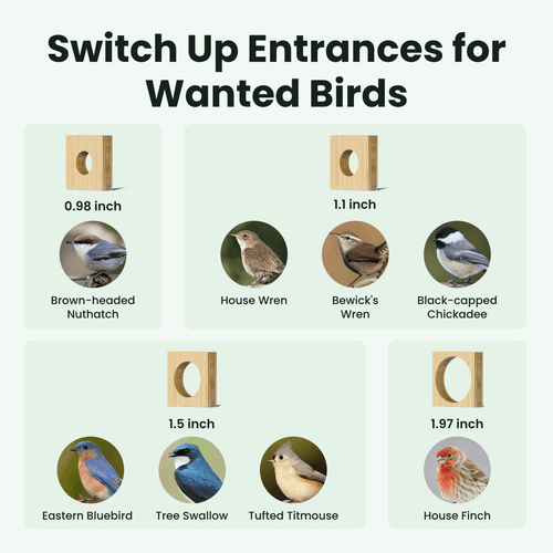 Birdfy Nest Duo - Smart Bird House with Dual Cameras
